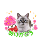 保護猫マロン好日スタンプ6（個別スタンプ：7）