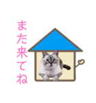 保護猫マロン好日スタンプ6（個別スタンプ：8）