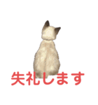 保護猫マロン好日スタンプ6（個別スタンプ：10）