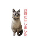 保護猫マロン好日スタンプ6（個別スタンプ：11）