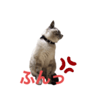 保護猫マロン好日スタンプ6（個別スタンプ：12）