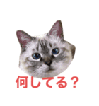 保護猫マロン好日スタンプ6（個別スタンプ：13）