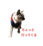 保護猫マロン好日スタンプ6（個別スタンプ：15）