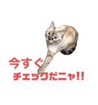 保護猫マロン好日スタンプ6（個別スタンプ：16）