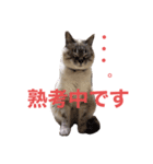 保護猫マロン好日スタンプ6（個別スタンプ：17）