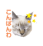 保護猫マロン好日スタンプ6（個別スタンプ：18）
