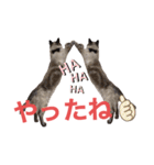 保護猫マロン好日スタンプ6（個別スタンプ：19）