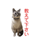 保護猫マロン好日スタンプ6（個別スタンプ：20）