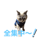 保護猫マロン好日スタンプ6（個別スタンプ：21）
