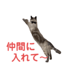 保護猫マロン好日スタンプ6（個別スタンプ：22）