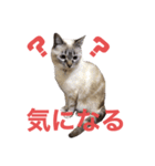 保護猫マロン好日スタンプ6（個別スタンプ：24）