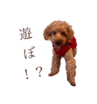 coco＆tini vol.4（個別スタンプ：2）