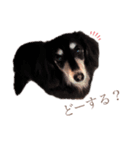 coco＆tini vol.4（個別スタンプ：7）