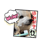 マルと母さん（個別スタンプ：13）