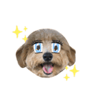 ポメプーのハルくん 2（もうすぐ2歳！）（個別スタンプ：34）