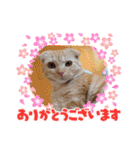 ♡きなこちゃん♡（個別スタンプ：3）