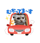 ♡きなこちゃん♡（個別スタンプ：13）