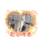 ♡きなこちゃん♡（個別スタンプ：15）