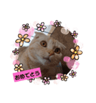 ♡きなこちゃん♡（個別スタンプ：24）