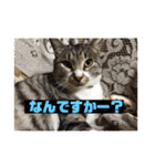 サバトラ猫カリーノ（個別スタンプ：1）