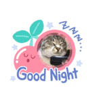 サバトラ猫カリーノ（個別スタンプ：3）