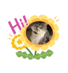 サバトラ猫カリーノ（個別スタンプ：4）