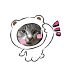 サバトラ猫カリーノ（個別スタンプ：5）