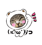 サバトラ猫カリーノ（個別スタンプ：7）