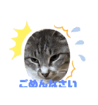 サバトラ猫カリーノ（個別スタンプ：12）