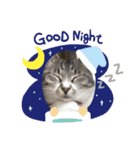 サバトラ猫カリーノ（個別スタンプ：13）