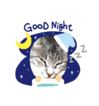 サバトラ猫カリーノ（個別スタンプ：14）