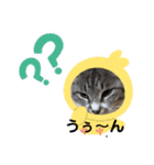 サバトラ猫カリーノ（個別スタンプ：21）
