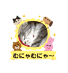 サバトラ猫カリーノ（個別スタンプ：27）