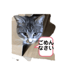 サバトラ猫カリーノ（個別スタンプ：28）