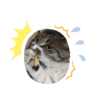 サバトラ猫カリーノ（個別スタンプ：31）