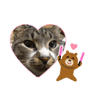 サバトラ猫カリーノ（個別スタンプ：32）