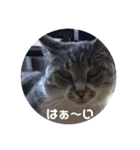 サバトラ猫カリーノ（個別スタンプ：33）