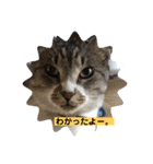 サバトラ猫カリーノ（個別スタンプ：34）