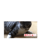 サバトラ猫カリーノ（個別スタンプ：35）