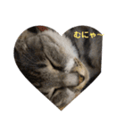 サバトラ猫カリーノ（個別スタンプ：36）