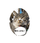 サバトラ猫カリーノ（個別スタンプ：38）