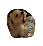 moco tam6moa HAPPY jamjam（個別スタンプ：1）