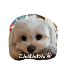 moco tam6moa HAPPY jamjam（個別スタンプ：2）