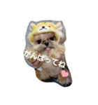 moco tam6moa HAPPY jamjam（個別スタンプ：6）