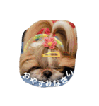 moco tam6moa HAPPY jamjam（個別スタンプ：11）