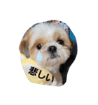 moco tam6moa HAPPY jamjam（個別スタンプ：15）