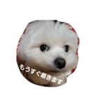 moco tam6moa HAPPY jamjam（個別スタンプ：19）