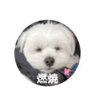 moco tam6moa HAPPY jamjam（個別スタンプ：32）