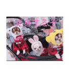 可愛い〜3匹（個別スタンプ：1）