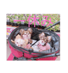可愛い〜3匹（個別スタンプ：5）